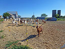 P1040981-GOATS-20120819