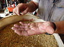 P1050050-TomHoldsWheat-20120820