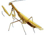 Praying Mantis