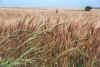 KansasWheat.jpg (109883 bytes)