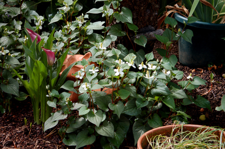 GardenTour009