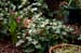 GardenTour009