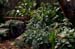 GardenTour012