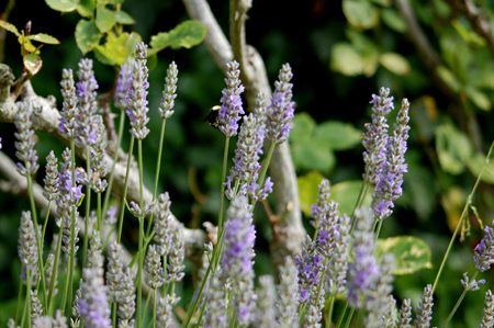 GardenTour016
