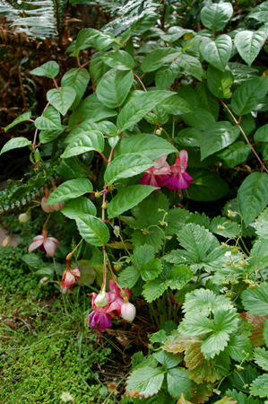 GardenTour018