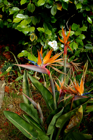 GardenTour023