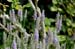 GardenTour016