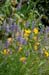 GardenTour017