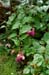 GardenTour018