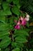GardenTour019