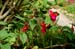 GardenTour020
