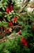 GardenTour021