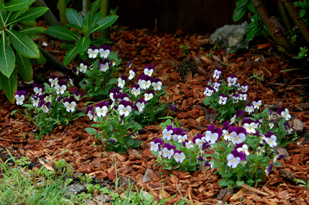 GardenTour027