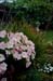 GardenTour024