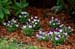 GardenTour027