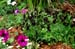 GardenTour028