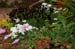 GardenTour029