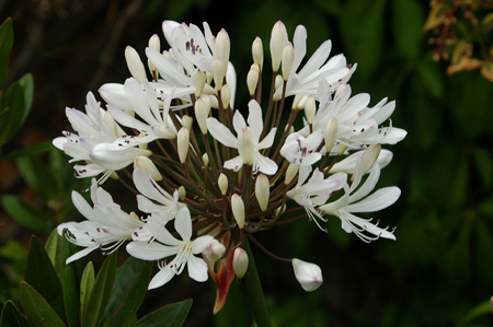 GardenTour035
