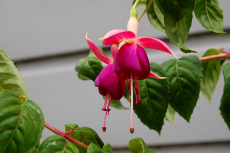 GardenTour036