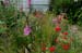 GardenTour034