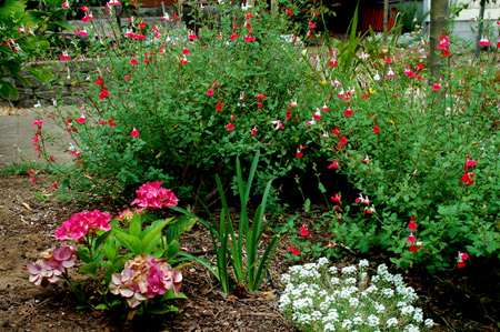 GardenTour040