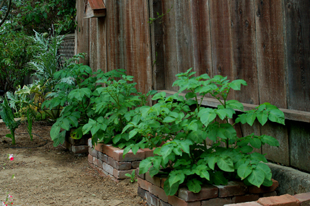 GardenTour041