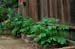 GardenTour041