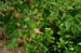 GardenTour043